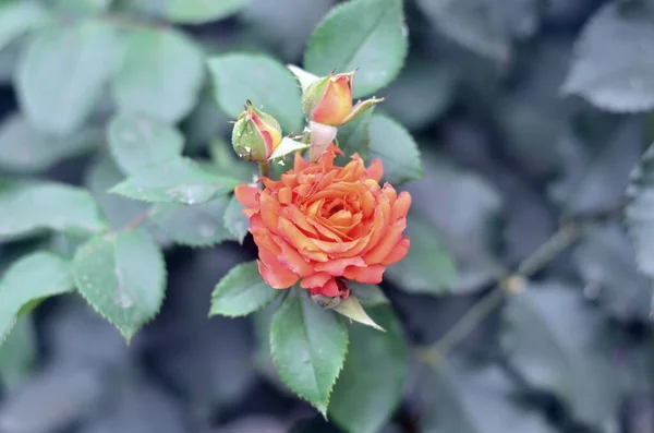 Zdjęcie Kwitnącej Małej Pomarańczowej Róży — Zdjęcie stockowe