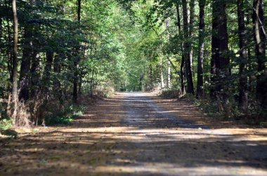 Ukrayna 'daki sonbahar ormanlarındaki yolun fotoğrafı.