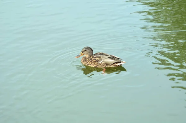 Foto de natación de pato en el lago — Foto de Stock