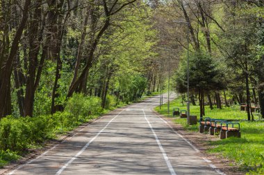İlkbaharda yeşil ormanın ortasında bisiklet yolu ile asfalt yol