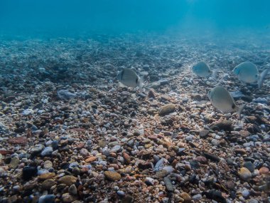 Akdeniz 'de deniz yatağının manzarası renkli asfalt zeminde küçük bir balık sürüsüyle  