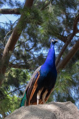 Barcelona 'nın doğal parkındaki kayanın tepesindeki tavus kuşu manzarası