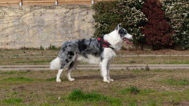 Collie Blue Merle marka bir köpeğin parkta profili.
