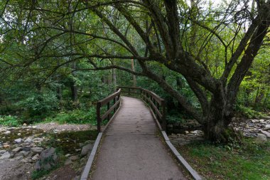 Bereketli bir ormanın ortasındaki bir nehrin üzerindeki tahta köprü.