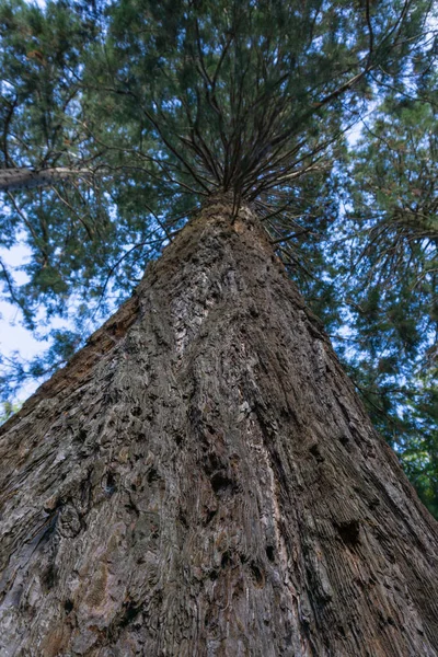 Vue Séquoia Bas — Photo