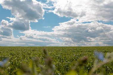 Öğlen yeşil buğday tarlası
