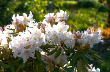 Bahar bahçesinde beyaz rhododendron çiçekleri