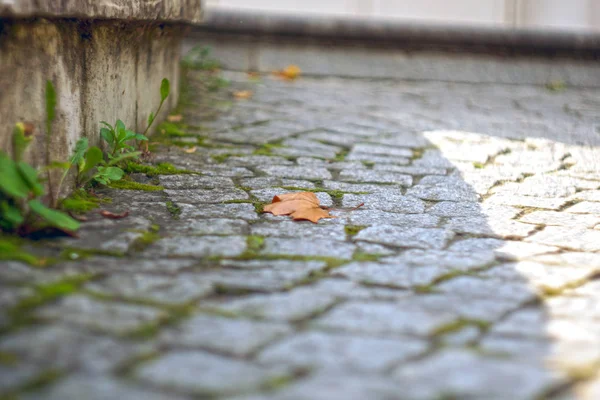 Folha Solitária Nas Pedras — Fotografia de Stock