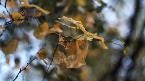 Las Hojas Secas Del Otoño Vuelan Gradualmente — Foto de Stock