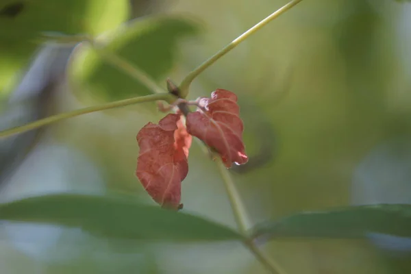 Trockene Herbstblätter Verschwinden Allmählich — Stockfoto