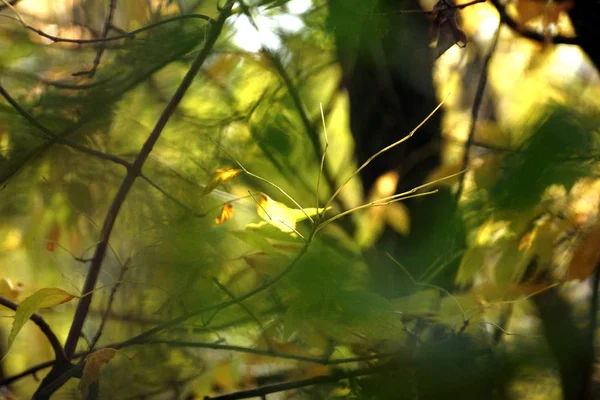 Les Branches Minces Attrapent Soleil Automne — Photo