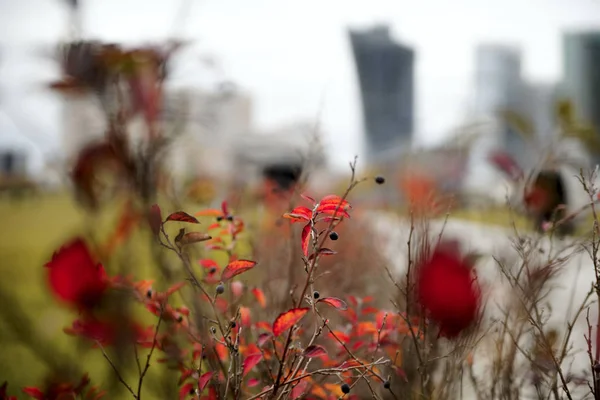 Czerwona Szczotka Jesieni — Zdjęcie stockowe