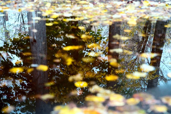 Herbst Spiegelt Sich Einer Pfütze Auf Dem Bürgersteig — Stockfoto