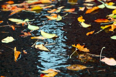 Sarı tekneler uzak diyarlara yelken açar