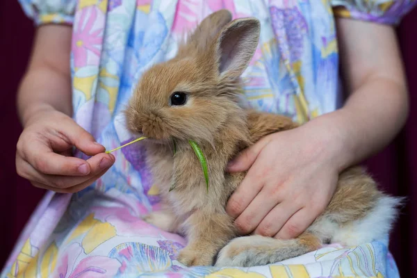 Baby Flicka Utfodring Kanin — Stockfoto