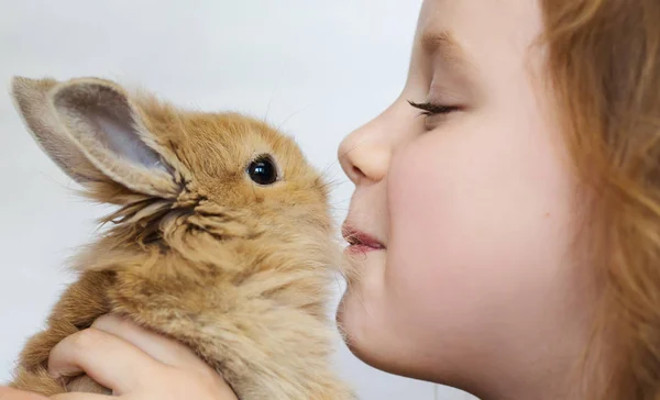 Menina Bebê Beijando Coelho Bebê Conceito Cuidados Animais — Fotografia de Stock