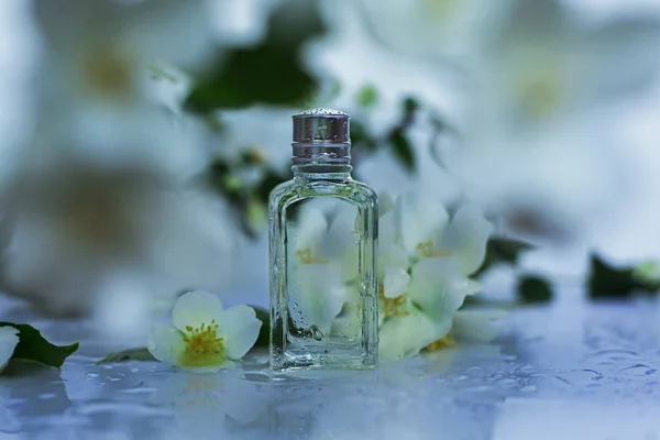 Flasche Parfüm Und Jasminblüten — Stockfoto