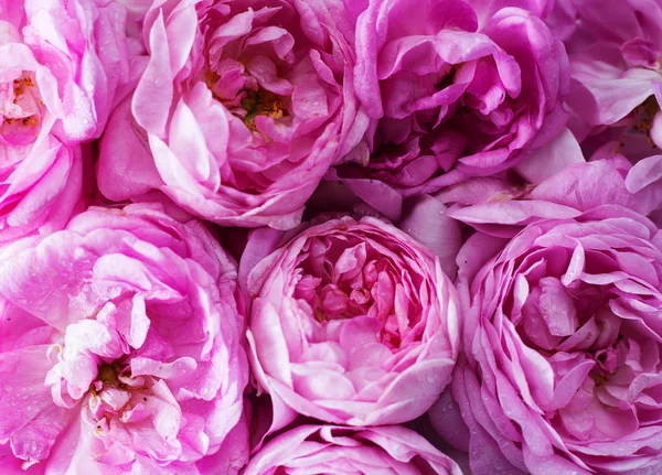 Roz Trandafir Macro Aproape — Fotografie, imagine de stoc