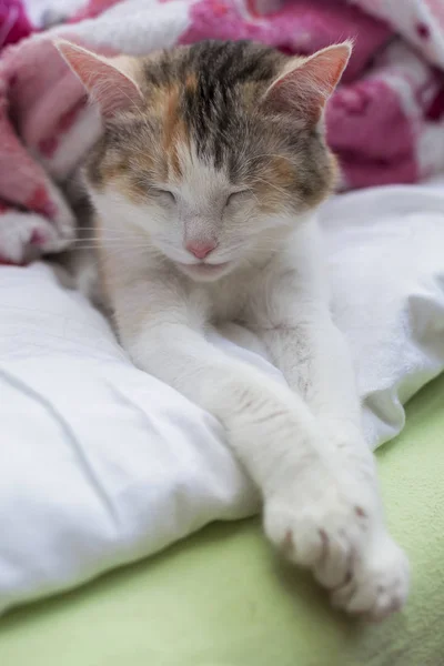 Primo Piano Del Gatto Addormentato Simpatico Animale Domestico Casa — Foto Stock