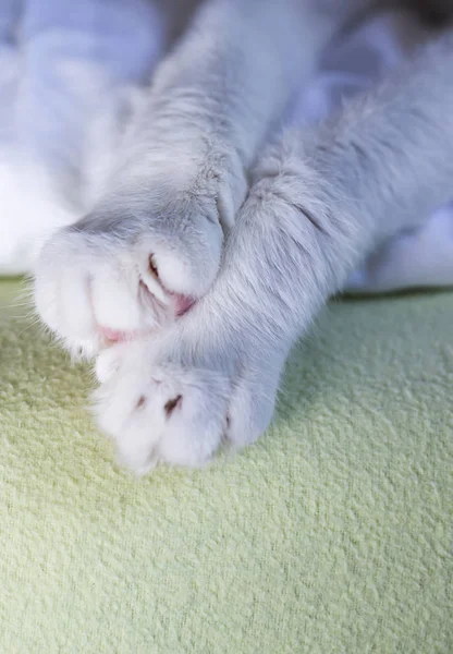 Close Cat Paw Copy Space — Stock Photo, Image