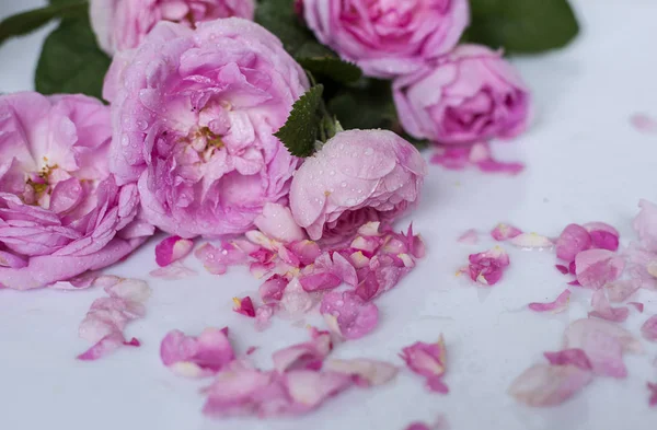 白色背景上的粉红色湿玫瑰 — 图库照片
