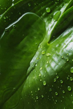 su doku ile tropikal bir yaprak düşer