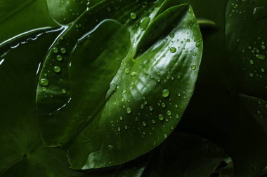 Taze yaprak doku veya yaprak arka plan tasarımı için. Soyut yaprak yeşil doku veya yaprak arka plan.