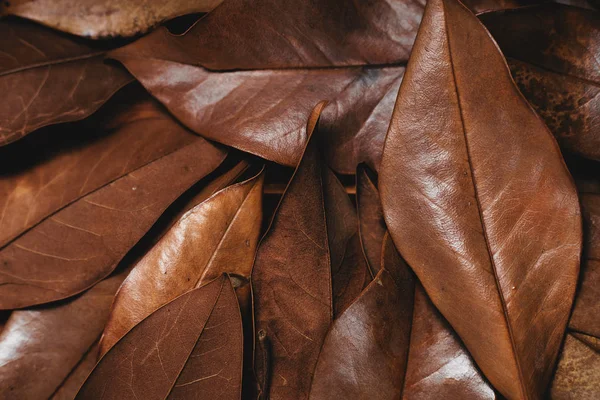 Fondo Con Hojas Secas — Foto de Stock