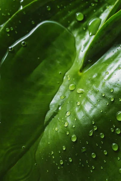 su doku ile tropikal bir yaprak düşer