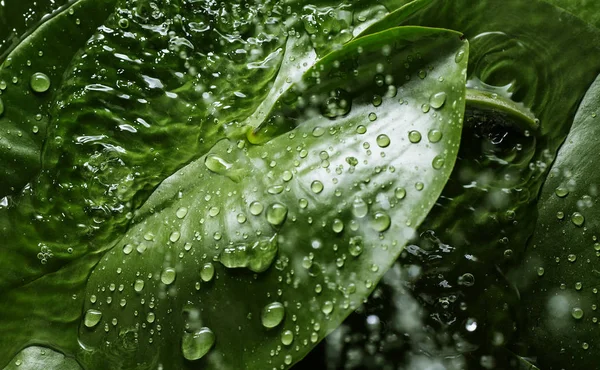 Hojas Tropicales Verdes Con Gotas Agua — Foto de Stock