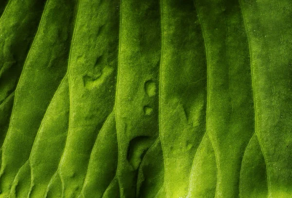 熱帯の葉の緑の質感 — ストック写真