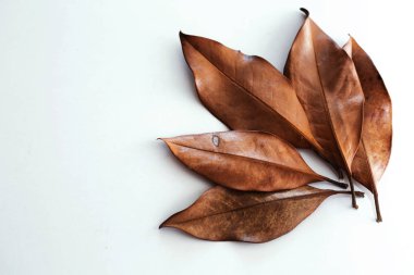 Beyaz arkaplanda kuru yapraklar