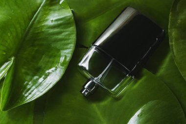 Erkek Parfüm ve yeşil yaprakları