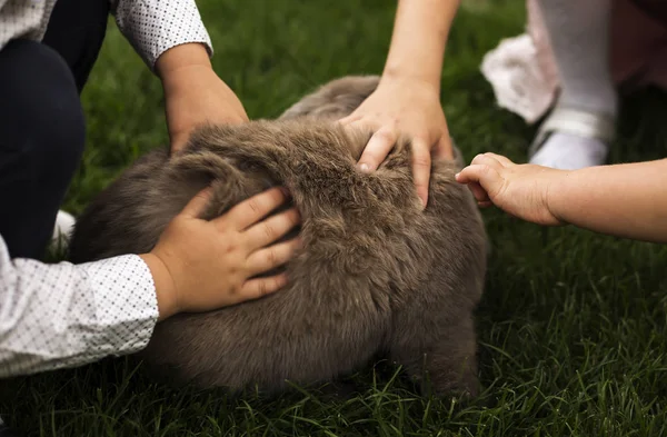 Crianças Estão Abraçando Coelho Caseiro Conceito Amor Pelos Animais — Fotografia de Stock