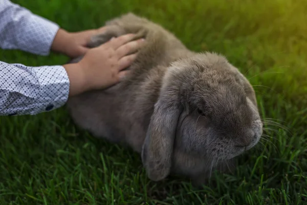 Main Enfant Caressant Lapin Blanc Soleil — Photo