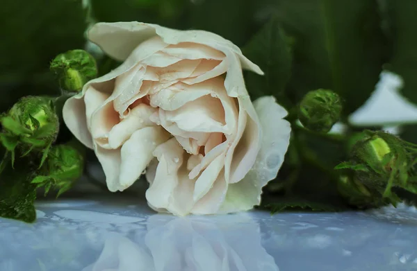 湿桌上的嫩白玫瑰 — 图库照片