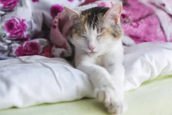 Gato Dormido Debajo Una Alfombra — Foto de Stock