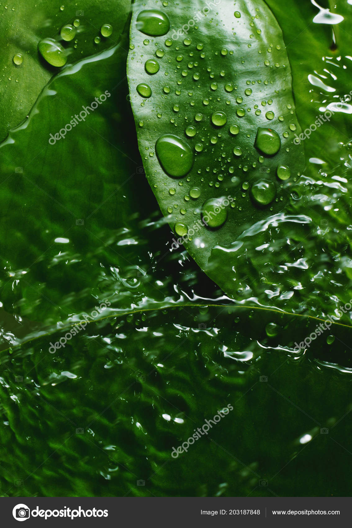 Background Green Leaves Water Drops Stock Photo by ©Martyna1802 203187848