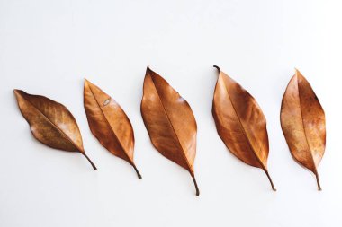 farklı boyut, gölge ve sarı yaprakların şekli