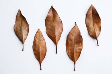 Beyaz bir arka plan üzerinde birkaç kuru yapraklar