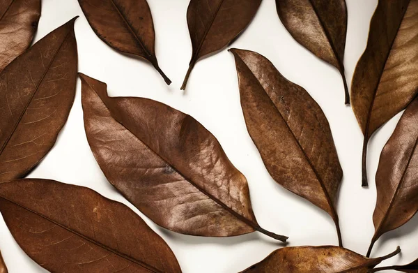 Beyaz arkaplanda kuru yapraklar