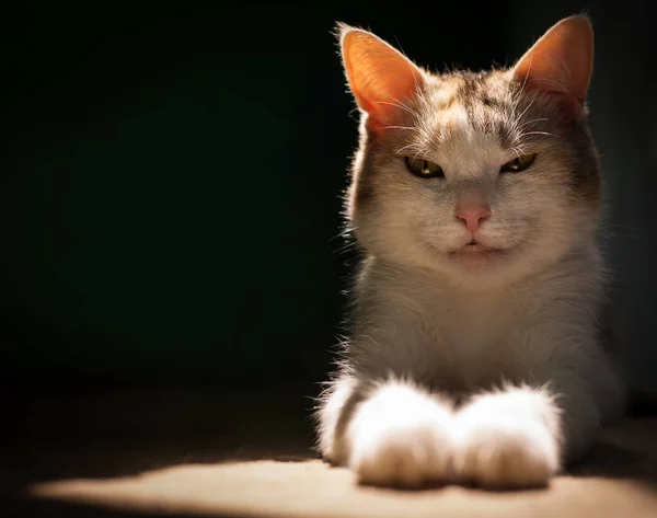 Gato Doméstico Engraçado Branco — Fotografia de Stock