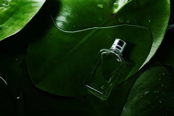 small bottle of perfume on a background of green leaves