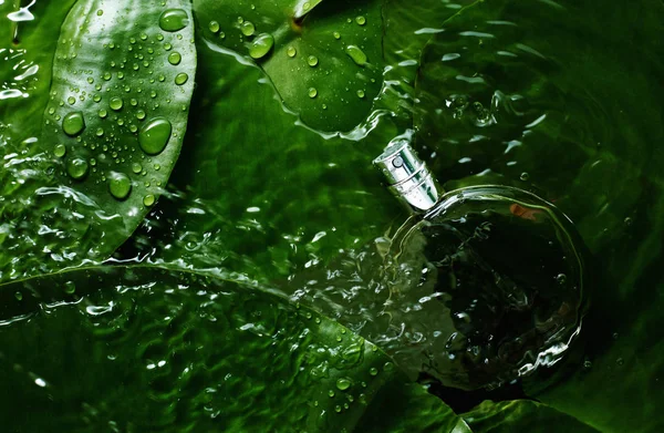 Perfume Encuentra Hojas Verdes Húmedas — Foto de Stock