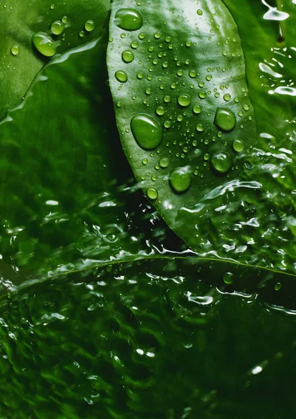 Fondo Hojas Verdes Con Gotas Agua — Foto de Stock