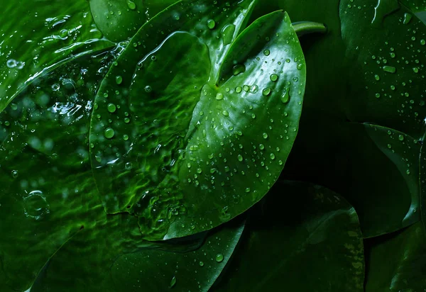 Gotas Agua Hoja Verde Fresca — Foto de Stock
