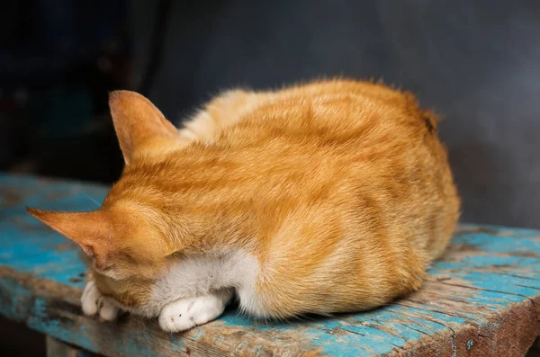 Vermelho Rústico Dormindo Gato — Fotografia de Stock