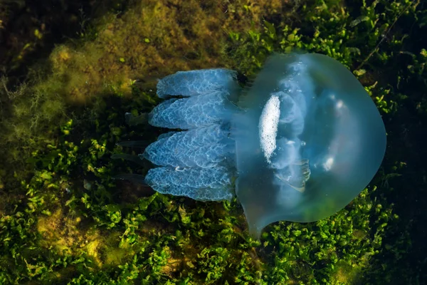 Sea Blue Jellyfish Water — Stock Photo, Image