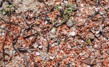 Çok renkli küçük deniz kabuklarının arkaplanı, kabuklu deniz ürünlerinin dokusu