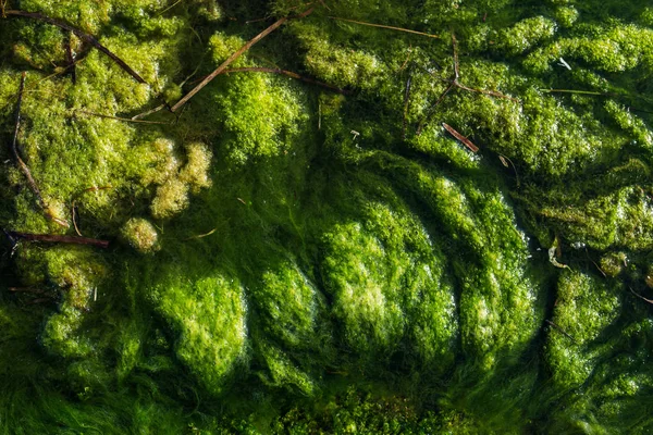 Fundo Algas Verdes — Fotografia de Stock